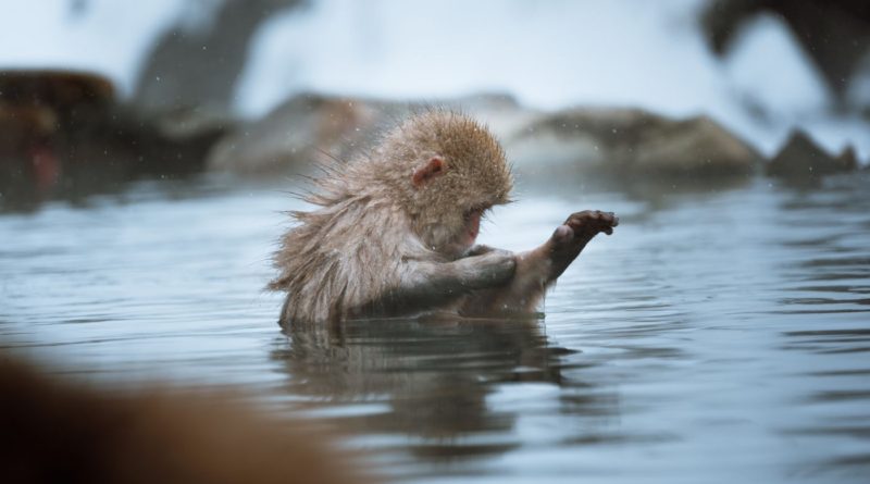Monkey in an Onsen
